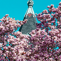 Magnolias